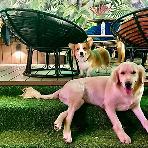 https://rom-casa-hostel-da-nang.dananghotels.net